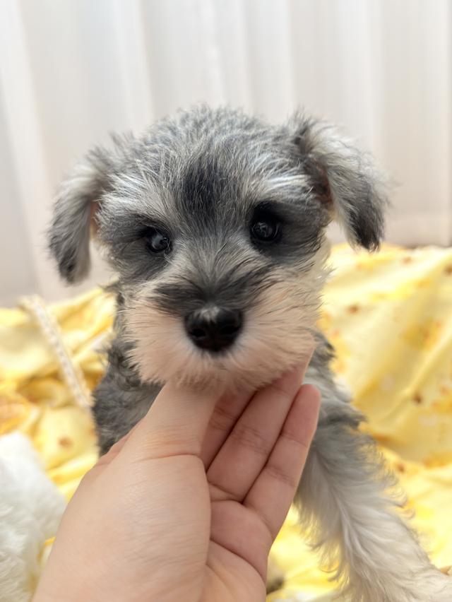 ลูกหมา miniature schnauzer เพศเมีย สี salt&pepper
