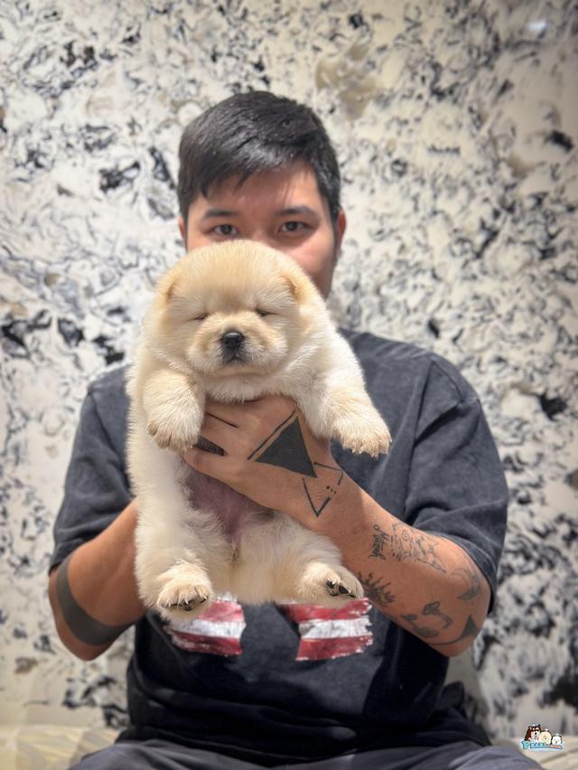 น้องเชาเชา สีครีม พ่อแม่นำเข้า