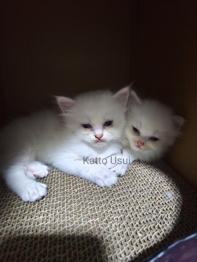 ลูกแมวเปอร์เซีย กทม ลาดพร้าว 2