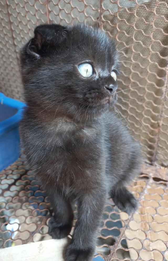 สกอตติชผสมเปอร์(โคราช)