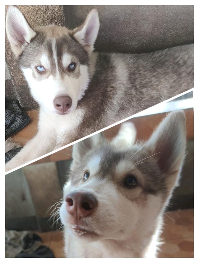 ไซบีเรียนฮักกี้อายุ3เดือน