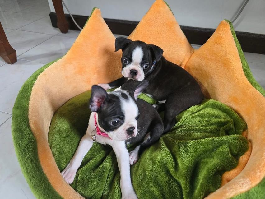 ลูกสุนัข Boston Terrier หาผู้ปกครอง 4