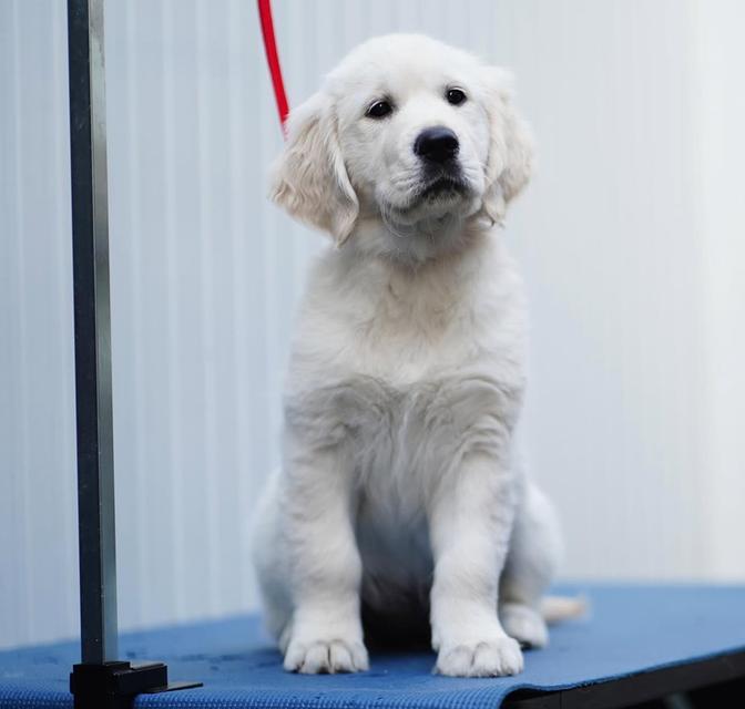 ขายสุนัขพันธุ์แท้ White Golden Retriever น่ารักมาก