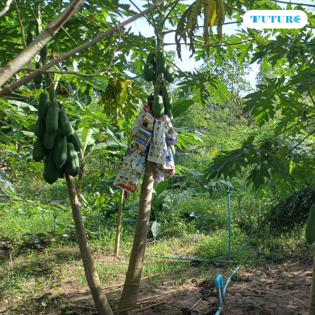 มะละกอฮอลแลนด์ผลสุก เนื้อแน่นๆ สีสวย (สดจากไร่สวนสุข เพชรบุรี) มะละกอหวานหอมอร่อย 4
