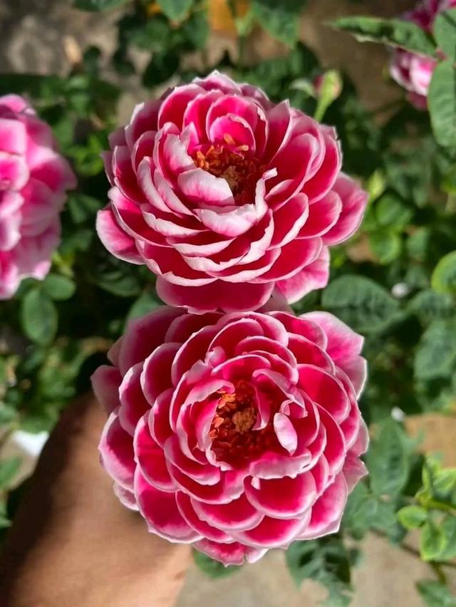 ไม้ดอกสีสวย Maria Japan สายพันธุ์หายาก 4