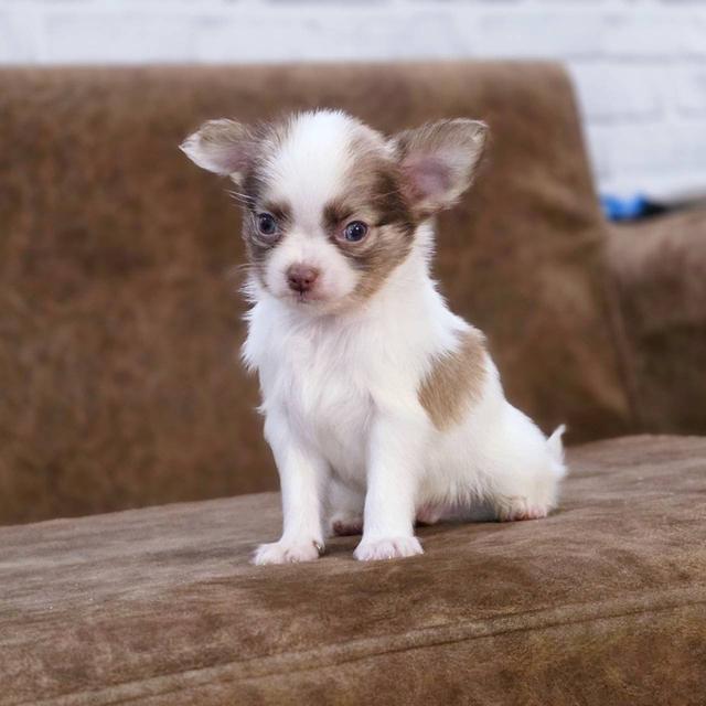 ชิวาวาแท้ขนยาว เพศชาย 11