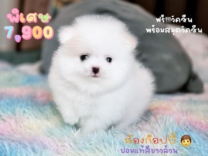 ปอมเมอเรเนียนแท้ รามอินทรา