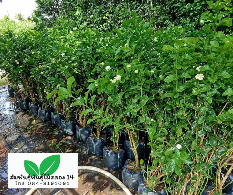 มะลิซ้อน ต้นมะลิซ้อน รูปที่ 2