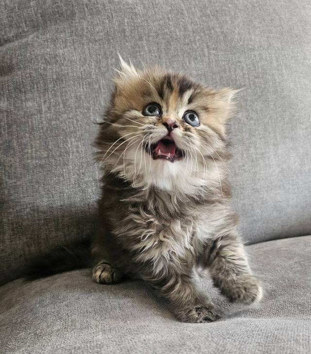 สก็อตติชโฟลด์ ฟูฟูจัง