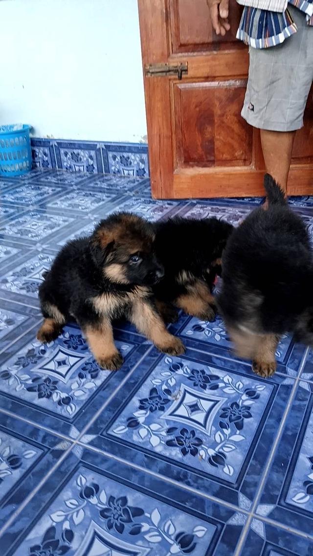 ขายลูกสุนัขเยอรมันเชฟเพิร์ด ( อัลเซเชียน )