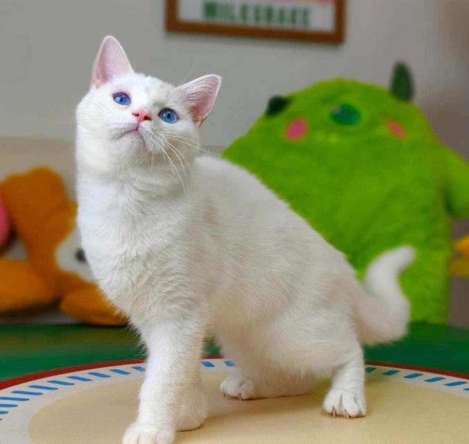 แมวมันซ์กิ้นขายาวสีขาวตาฟ้า