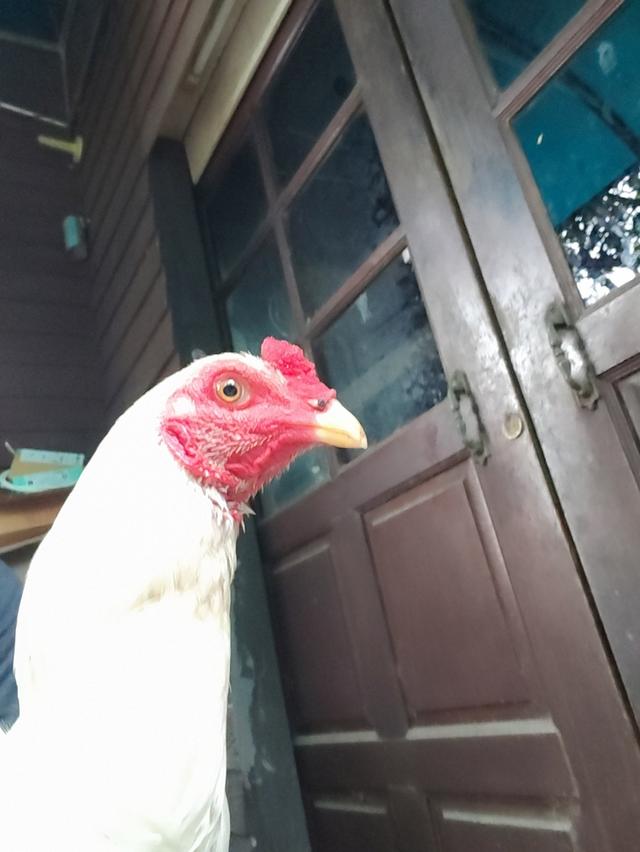 ไก่ชนเลิกเลี้ยง ขายเหมา 7