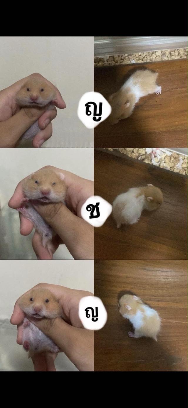 ขายแฮมเตอรจ้าๆๆๆๆๆๆๆ