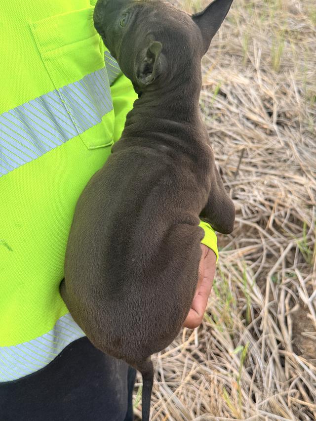 สุนัขไทยหลังอาน เลือด 100% รูปที่ 3