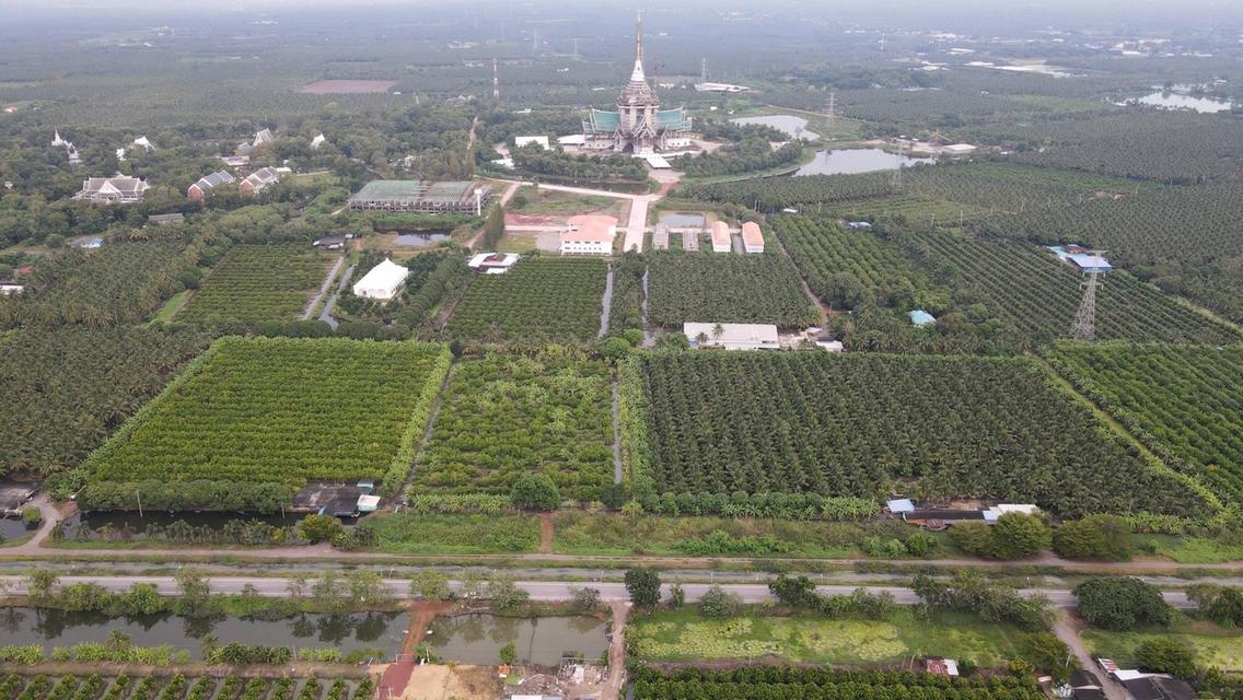 ขายที่ดินสวยเป็นที่สวน ติดหลังวัดหลวงพ่อสด ด้านหน้าติดถนนคลองชลประทาน ยาวประมาณ 600 เมตร ตำบลแพงพวย อำเภอดำเนินสะดวก จังหวัดราชบุรี ทั้งหมด 56 ไร่เศษ 7