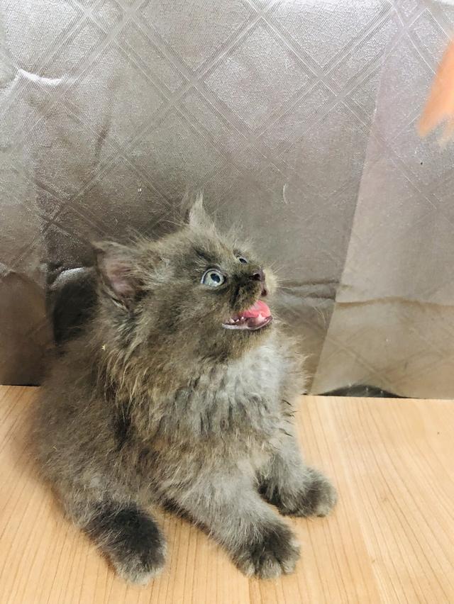 น้องแมวพันธุ์ หิมาลายันผสมชินชิล่า เพศผู้