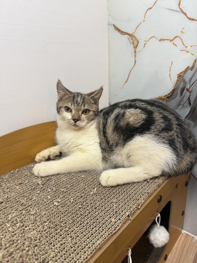 ลูกแมวพันธุ์สก๊อตติชแท้