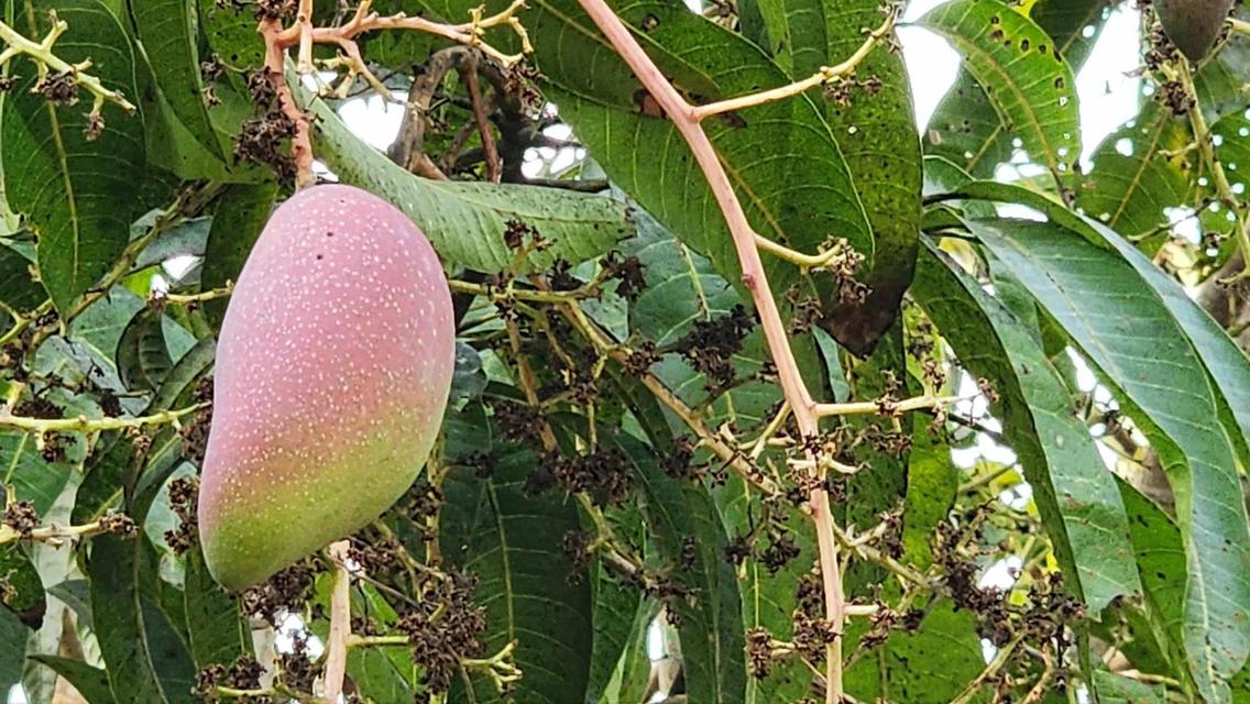 ขายที่ดินถมแล้ว 4-0-40 ไร่ น้ำไม่ท่วม เหมาะแก่การทำสวนและปลูกบ้าน ต.หนองปลาสะวาย อ.บ้านโฮ่ง จ.ลำพูน 8