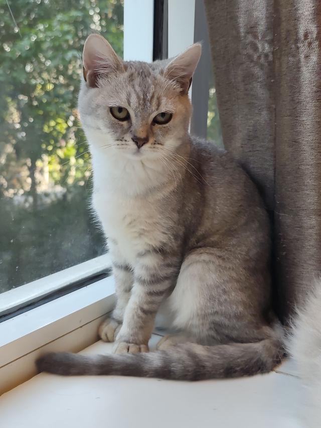 หาบ้าน แมวสก็อตติชโฟล์ด ผญ รูปที่ 6