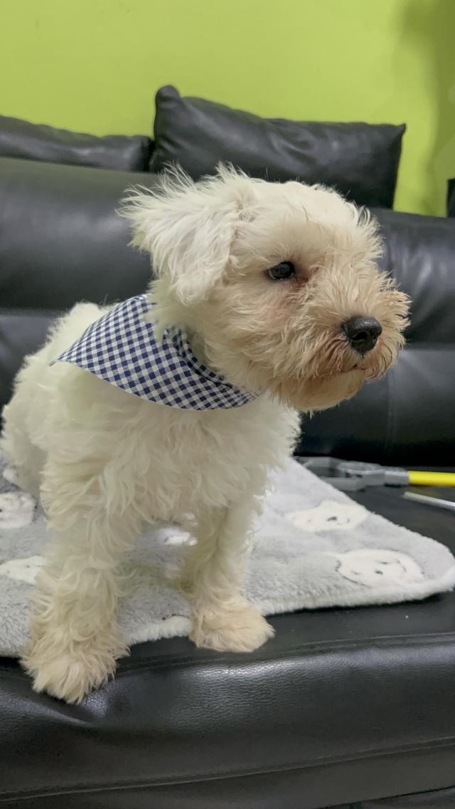 มินิชเนาเซอร์ สีขาว พันธุ์แท้ พ่อแม่มีใบเพ็ด 2