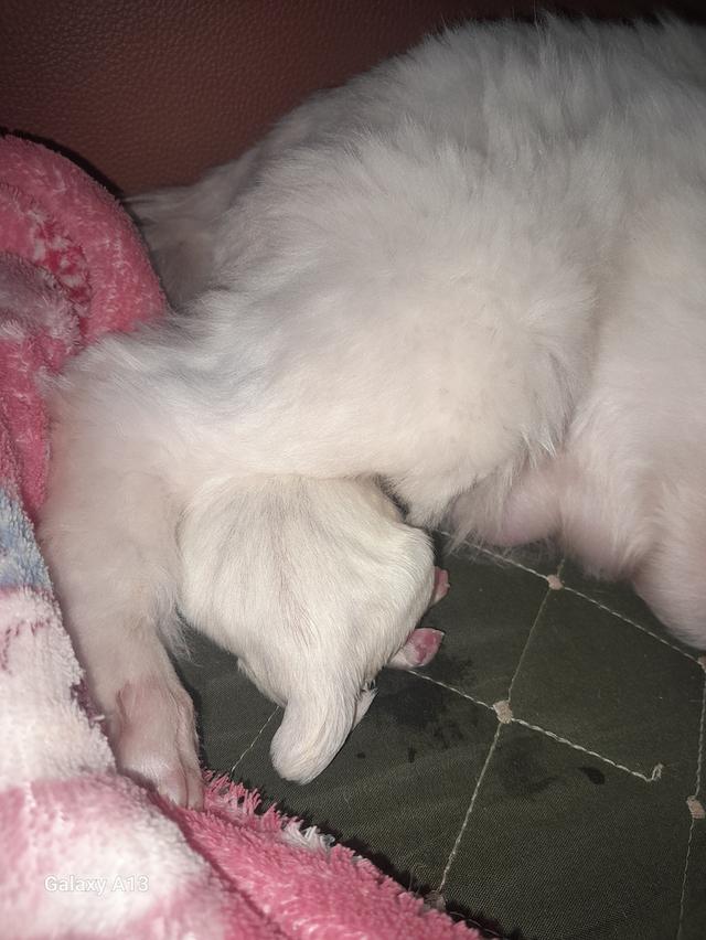 ลูกมอลทีสลูกโทน 2