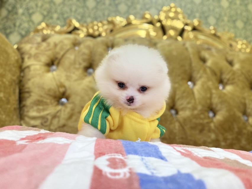 ปอมแท้ อายุ2เดือน ราคาเบาๆ 4