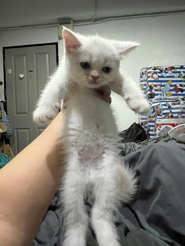 ลูกแมว สก็อตติช เปอร์เซีย รูปที่ 2