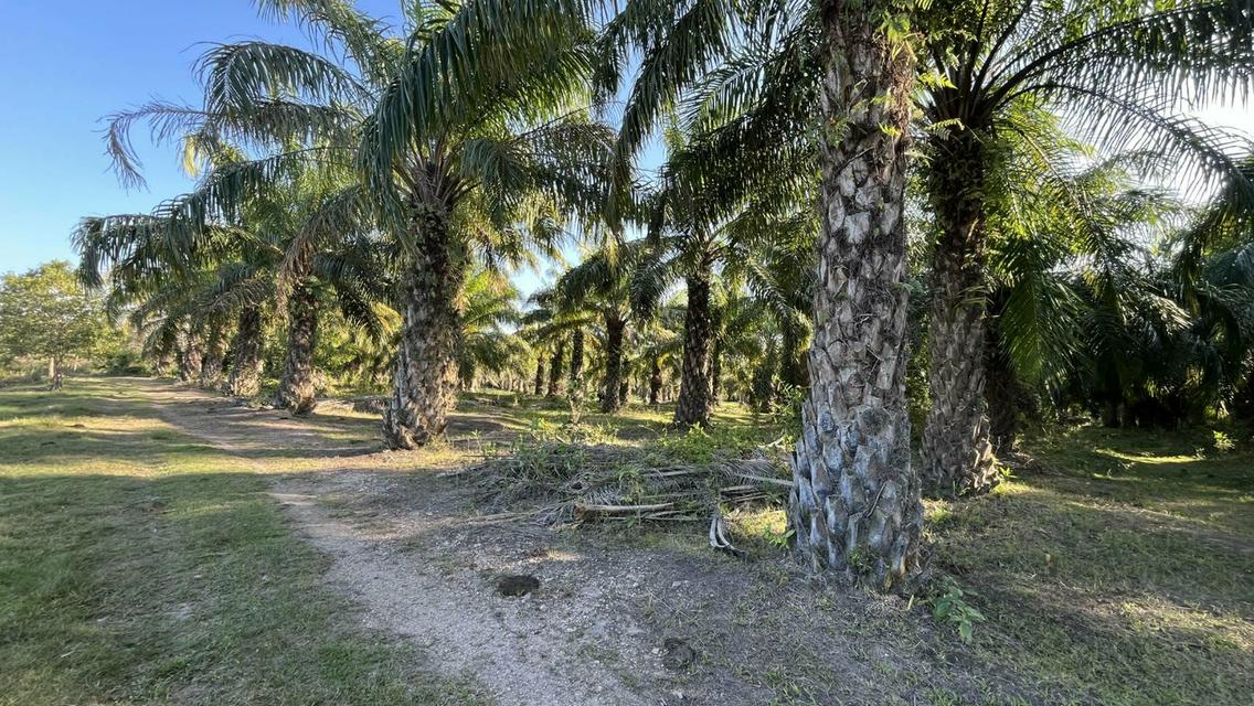 ขายที่ดินสวนปาล์มน้ำมัน 3