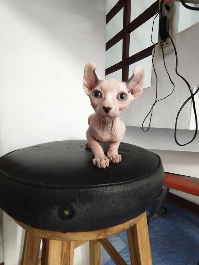 ดช.สฟิงซ์เอลฟ์หูพลิก รูปที่ 8