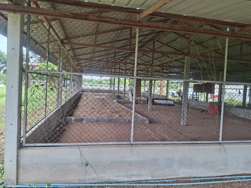 ขายที่ดินแปลงใหญ่ ติดถนน 4เลน สระบุรี-เพชรบูรณ์ 13