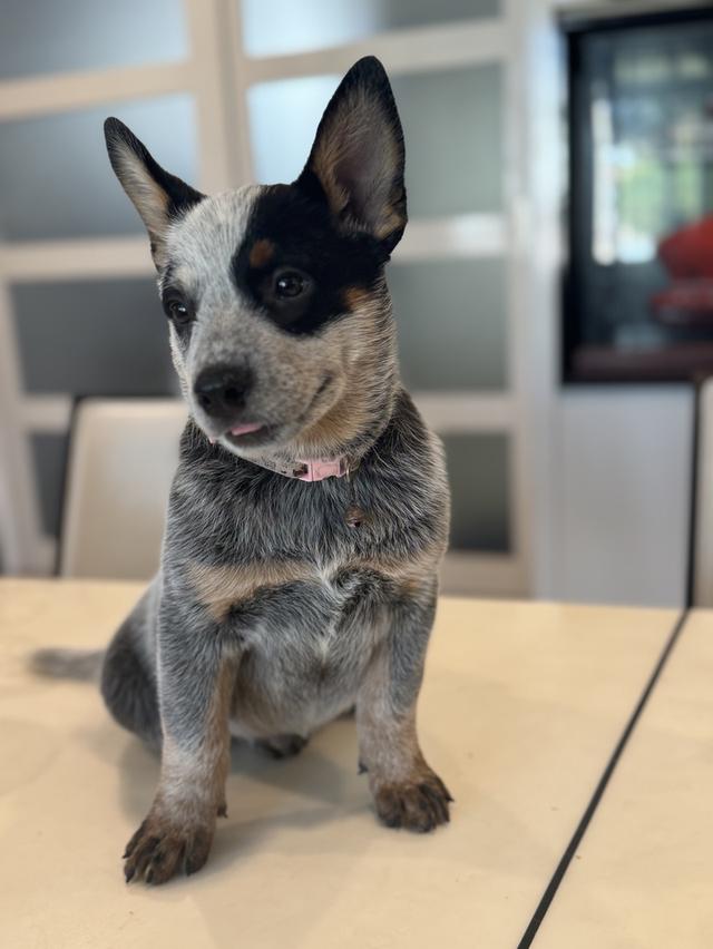 สุนัข Australian Cattle Dog 3