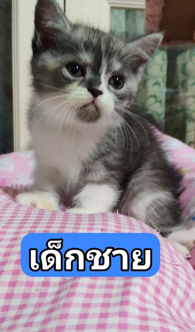 เด็กชาย มันช์กิ้น ขายาวปกติ รูปที่ 2
