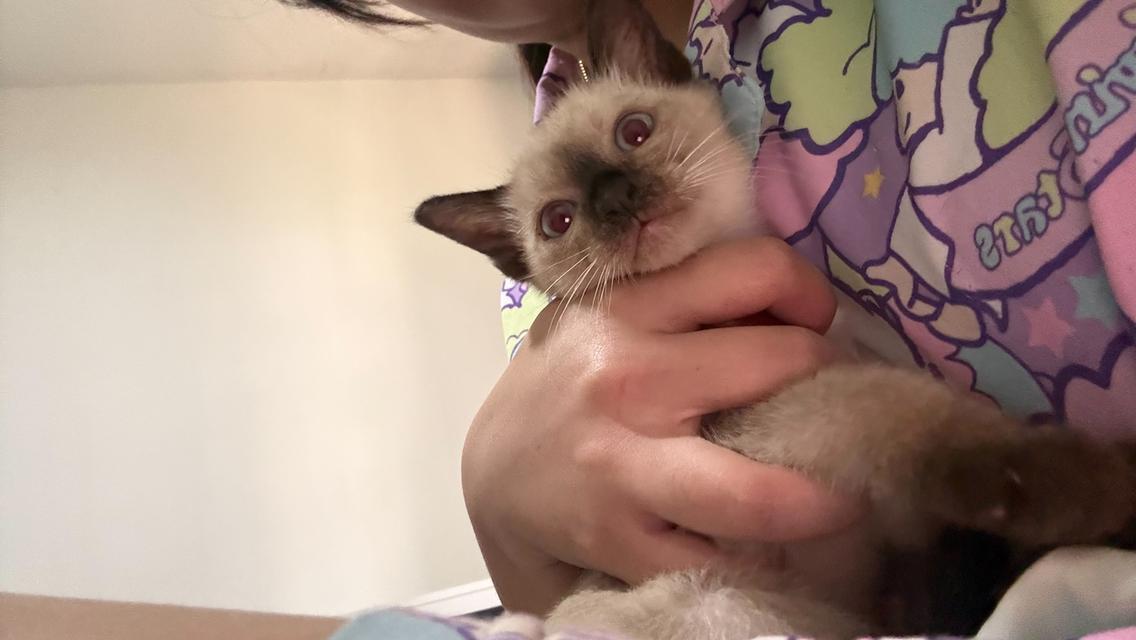 หาบ้านให้ลูกสาววิเชียรมาศ น้องสวย😇มีค่าสินสอดนะคะ รูปที่ 4