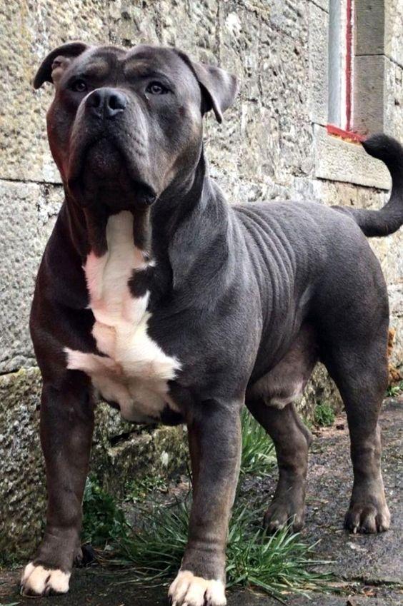 สุนัขพันธุ์อเมริกันบูลลี่  (American Bully) 4