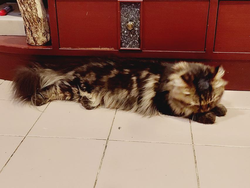 Cat for sell 11