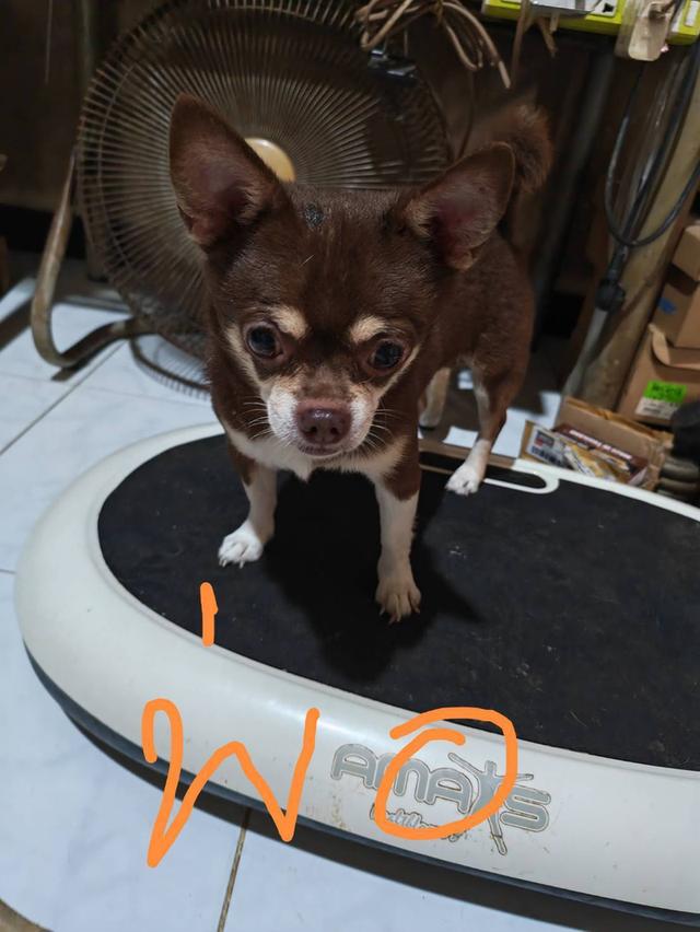 ขายลูกสุนัขชิวาวา (สุนัขเลี้ยงบ้าน) 4