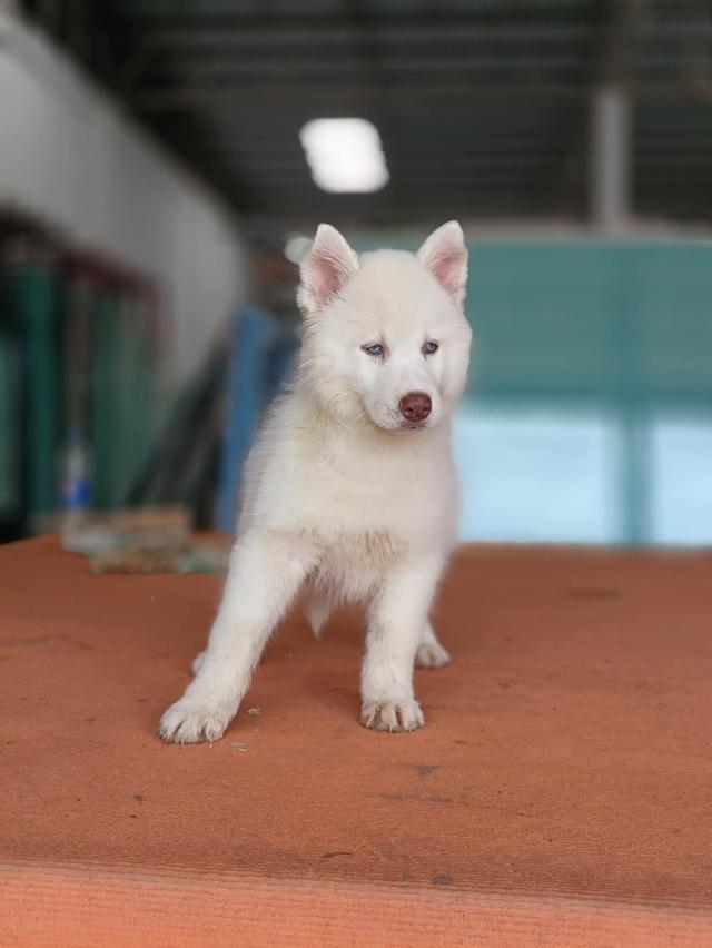 ลูกไซบีเรียน เพศเมีย มีใบเพ็ด