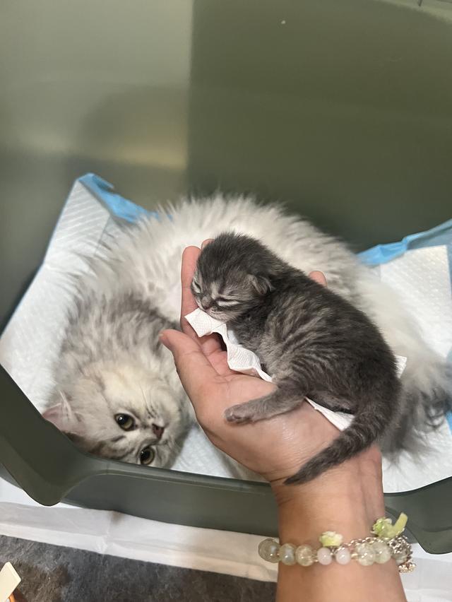Scottish Fold  สก็อตติชโฟลด์ แท้ ระบบปิดเลี้ยงด้วยรัก รวมวัคซีน ถ่ายพยาธิ หยอดยากันปรสิตและไรหู สมุดวัคซีน รูปที่ 7