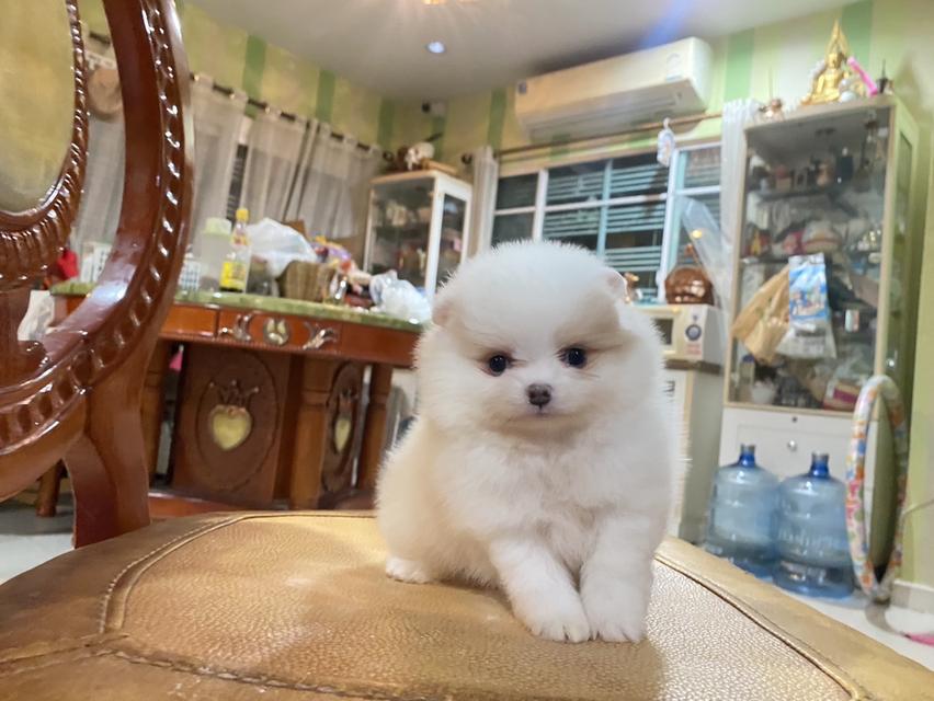 ลูกปอมแท้ อายุ2เดือน มาดูตัวจริงได้ มีบริการจัดส่ง