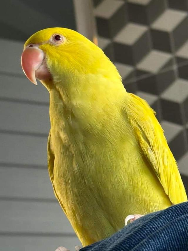 นกแก้ว ตัวผู้สีเหลือง