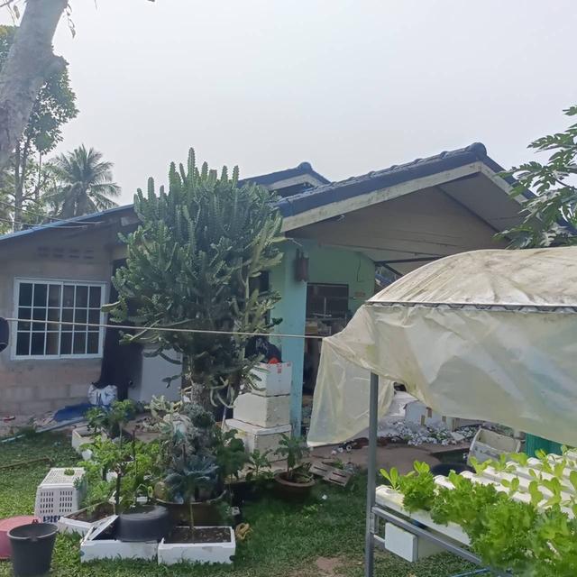 ขายบ้านพร้อมที่ดิน + กิจการผักไฮโดรโปนิกส์ พร้อมรายได้ทันที จ.ชุมพร 2
