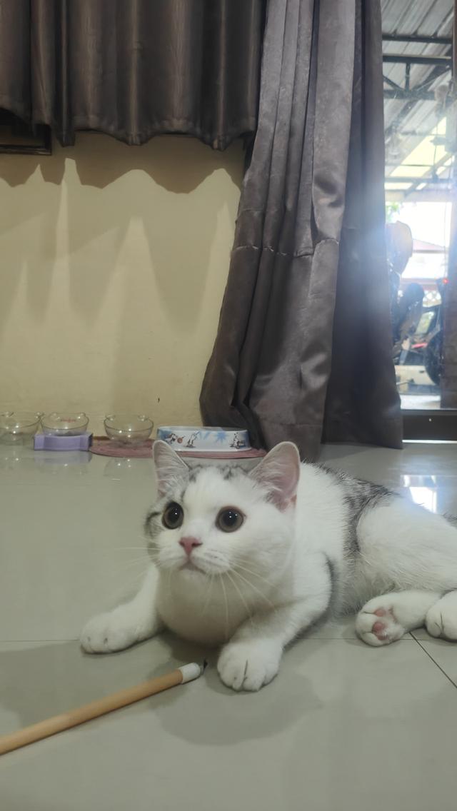 Scottish Fold (boy)