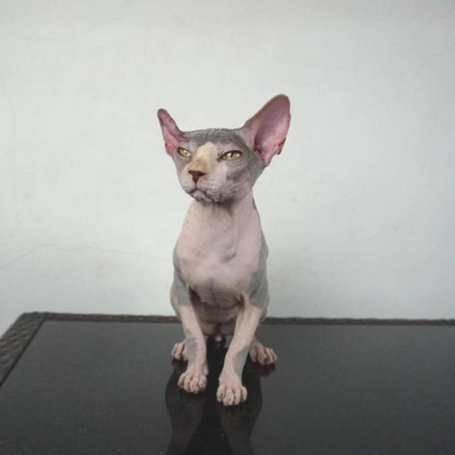 13.แมวสฟิงซ์/เพศผู้ หาบ้าน Sphynx Cat/Male looking for a new home 2