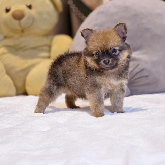 น้องชาโคลปอมชิเพศเมีย