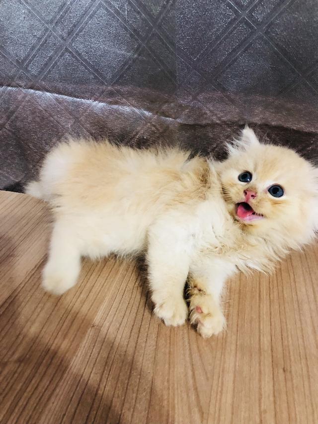 น้องแมวพันธุ์ หิมาลายันผสมชินชิล่า เพศผู้