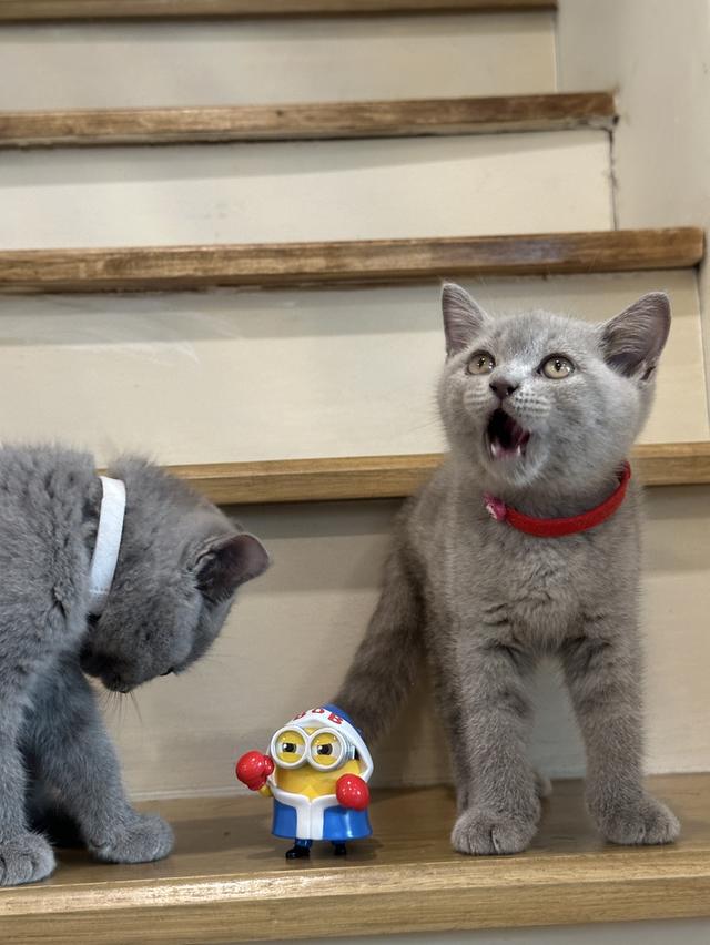 บริติช ช็อตแฮร์ (British Shorthair) สีบลู สีไลแลค 4