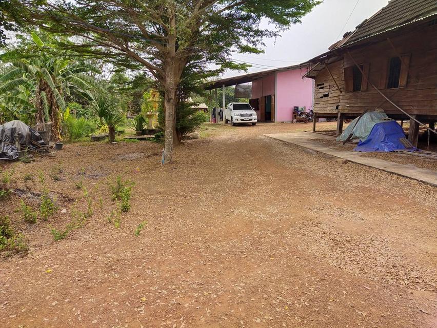 ขายที่ดินพร้อมบ้านเนื้อที่ 140 ตรว. ใกล้วัดหนองปาตอง700เมตร ต.หนองยาว อ.พนมสารคาม ฉะเชิงเทรา 4