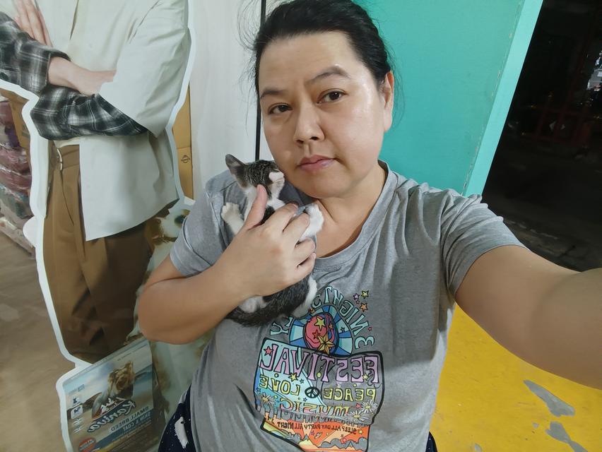แมวไทย อายุ2ด อยู่กทม 4