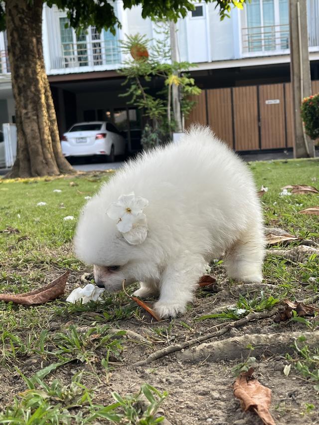 Japanese Spitz (สุนัขพันธุ์สปิตซ์ญี่ปุ่น)
