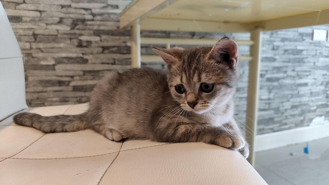 ลูกแมวสก็อตติสโฟลด์แท้ 6